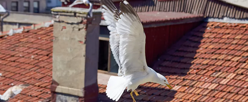 Residential Chimney Animal Removal Solution in Secaucus, NJ